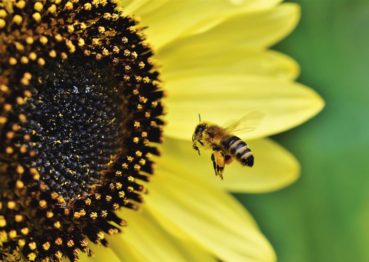 Celebrating the buzz of pollination on World Bee Day – 20 May