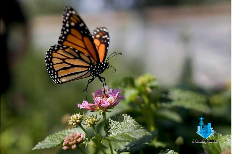 Monarch butterflies down 26% in Mexico wintering grounds Monarch butterflies down 26% in Mexico wintering grounds