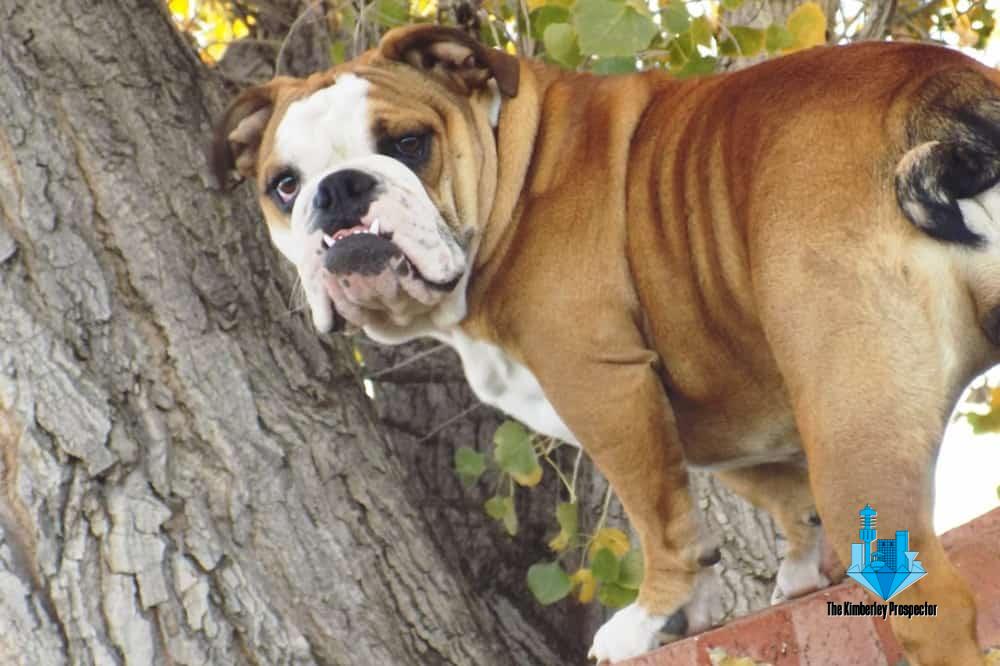 R10 000 beloning vir vermiste hondekind R10 000 beloning vir vermiste hondekind