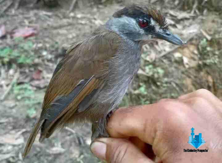 Bird believed extinct for 170 years spotted in Borneo Bird believed extinct for 170 years spotted in Borneo
