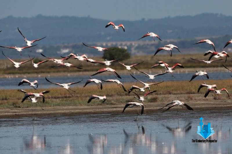 Lead shot poisoning flamingos in Greece: wildlife group Lead shot poisoning flamingos in Greece: wildlife group