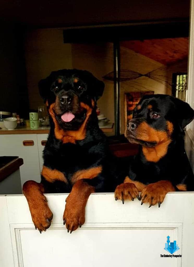 Hondekinders steeds soek