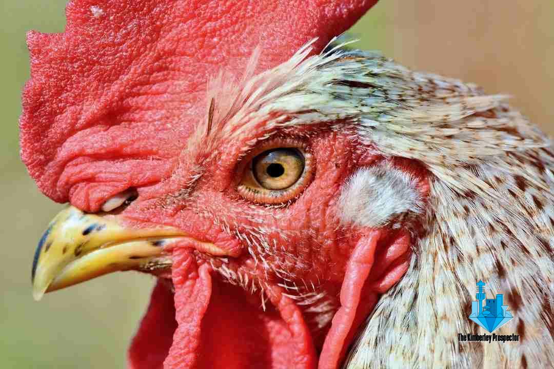 Indian man stabbed in the jewels, killed by own rooster during illegal cockfight