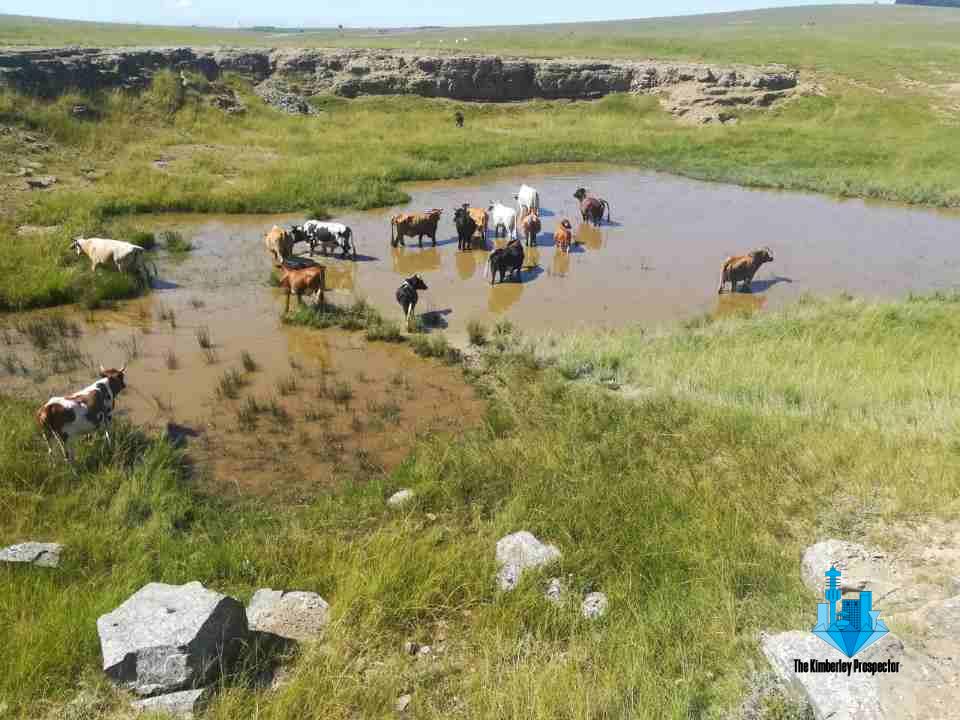 121 cattle, 57 goats & 111 sheep recovered at OR Tambo District operation