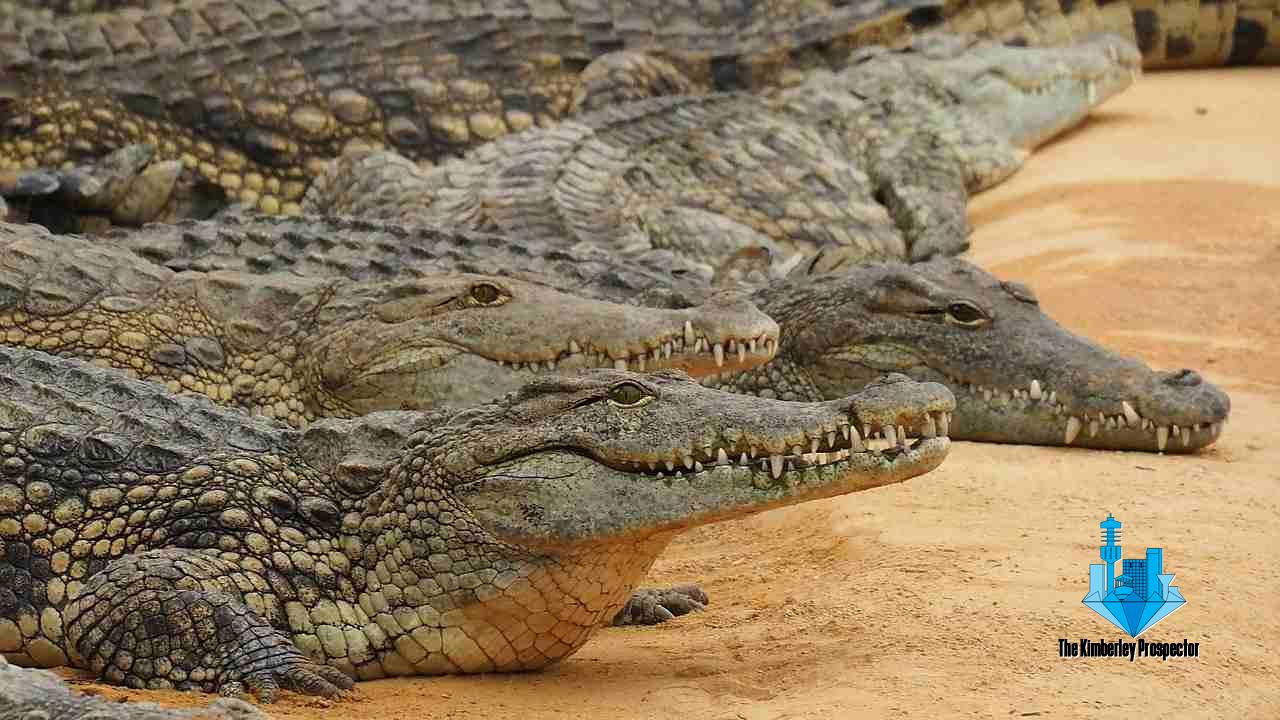 Warning issued after 20 crocodiles escape from Western Cape farm Warning issued after 20 crocodiles escape from Western Cape farm