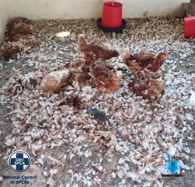 4 000 chickens starved to death on government-funded farm project – SPCA 4 000 chickens starved to death on government-funded farm project – SPCA
