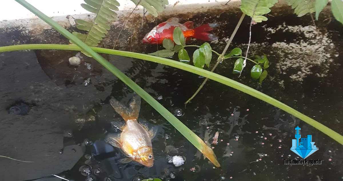 Another report of fish dying from municipal water Another report of fish dying from municipal water