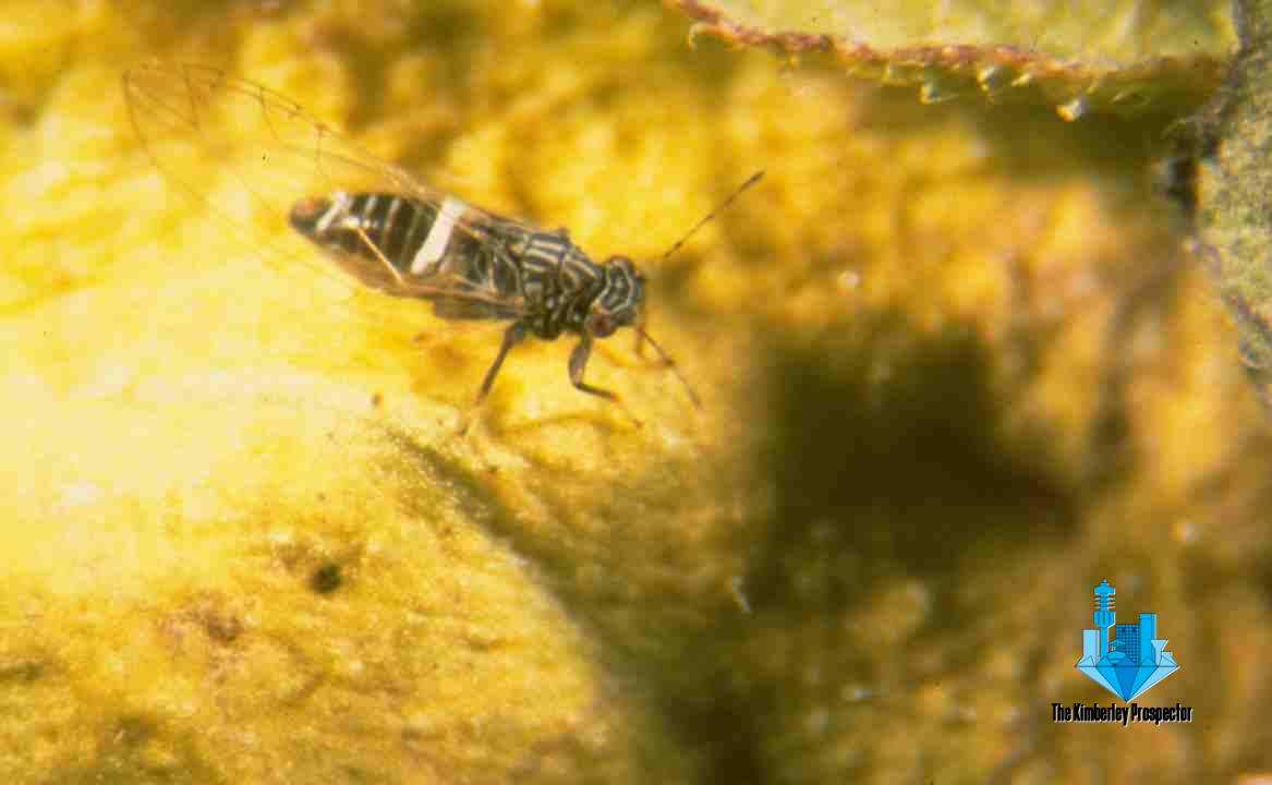 Agriculture warns Asian Citrus Greening disease a serious threat