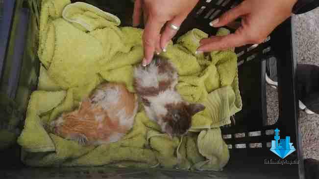 Homeless man rescues kittens from savage Cape rats that devoured litter