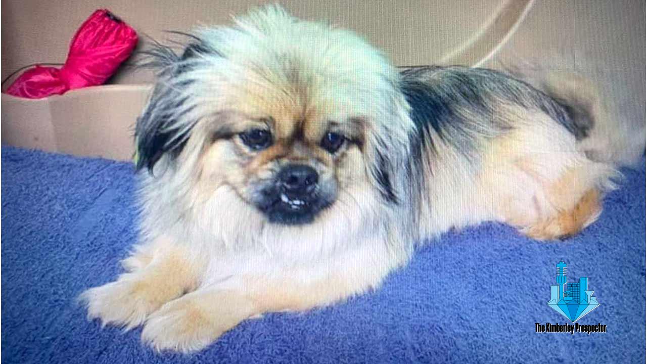 WATCH: Pekingese dumped outside of town by “heartless backyard breeder” caught on video
