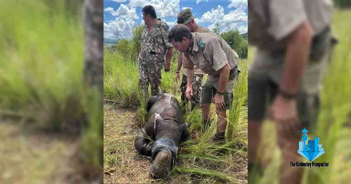 Renosterkalf getraumatiseer nadat stropers op ma toeslaan Renosterkalf getraumatiseer nadat stropers op ma toeslaan
