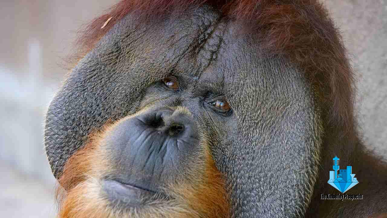 San Diego zoo apes get experimental vaccine after COVID-19 outbreak