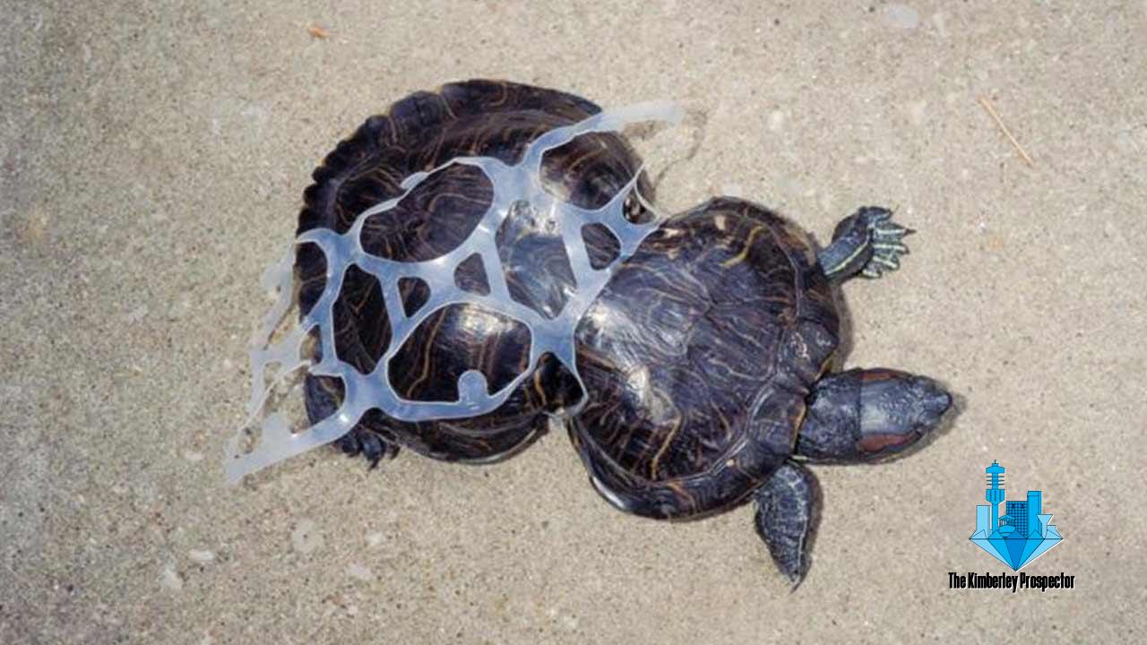 Say YES to the Plastic Ban! – Greenpeace