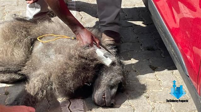 Top matriculant discovers baboon under car in Bloemfontein Top matriculant discovers baboon under car in Bloemfontein