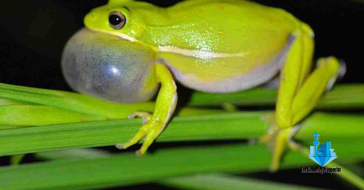 Treefrogs have noise-cancelling built into their ears
