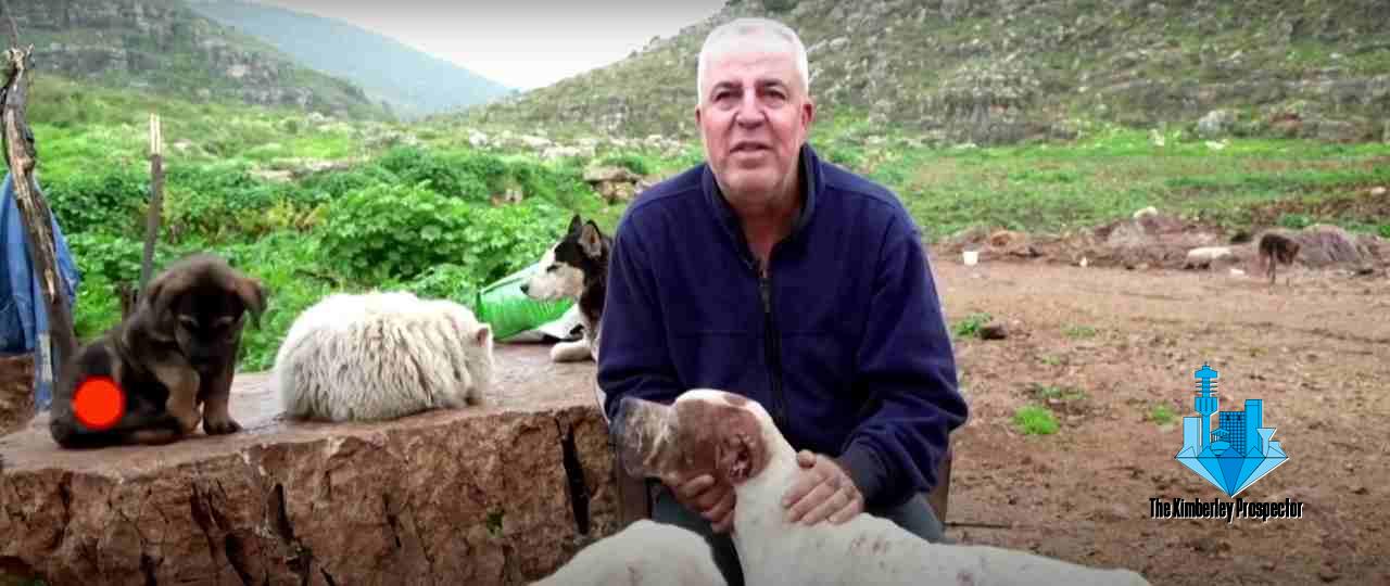 WATCH: 350 dogs find shelter with farmer WATCH: 350 dogs find shelter with farmer