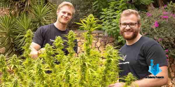 Wits students develop game-changing dagga cultivation technology Wits students develop game-changing dagga cultivation technology