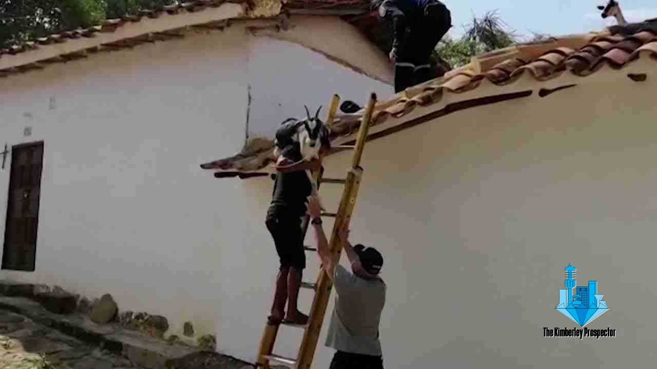 WATCH: Firefighters rescue mischievous goats