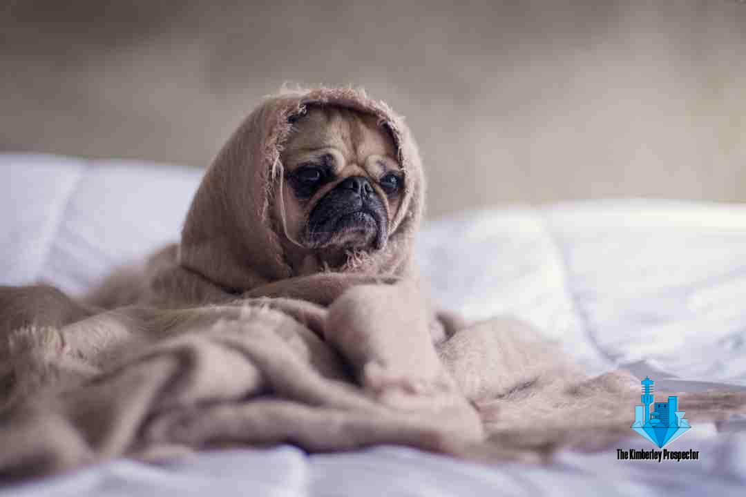 WATCH: Hong Kong pets are emigrating with their owners WATCH: Hong Kong pets are emigrating with their owners