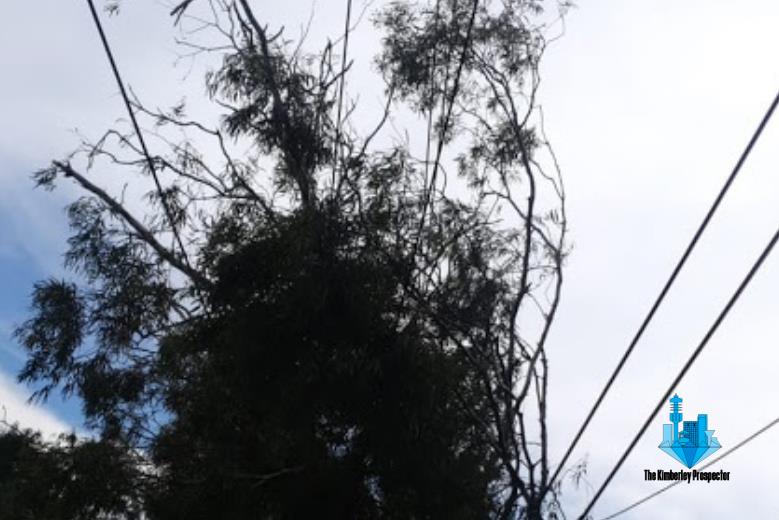 Fallen tree knocks SABC radio stations off-air Fallen tree knocks SABC radio stations off-air