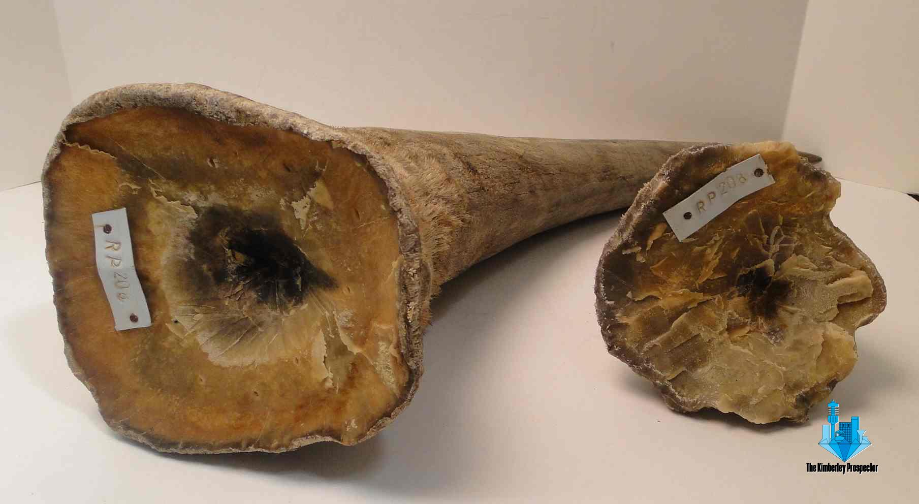 Three arrested with R500 000 worth of rhino horn