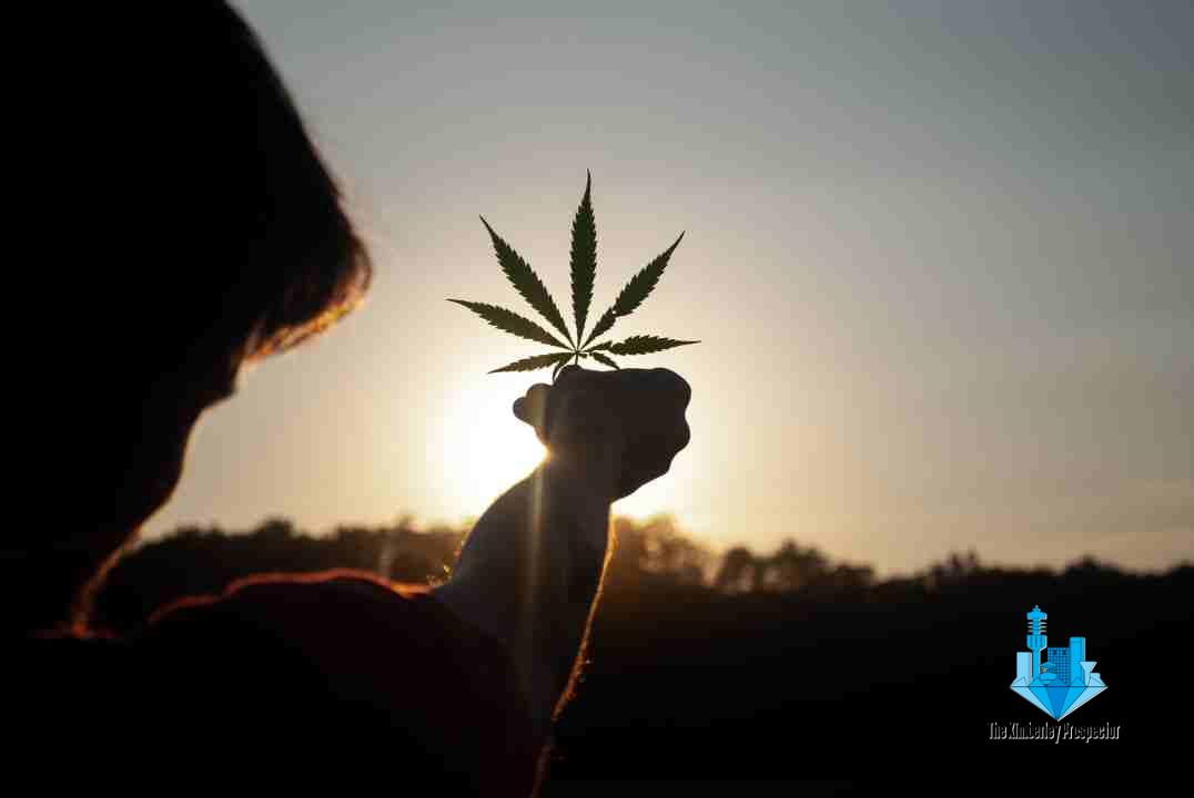 Agriculture’s Master Plan aims to turn dagga into a viable industry Agriculture’s Master Plan aims to turn dagga into a viable industry