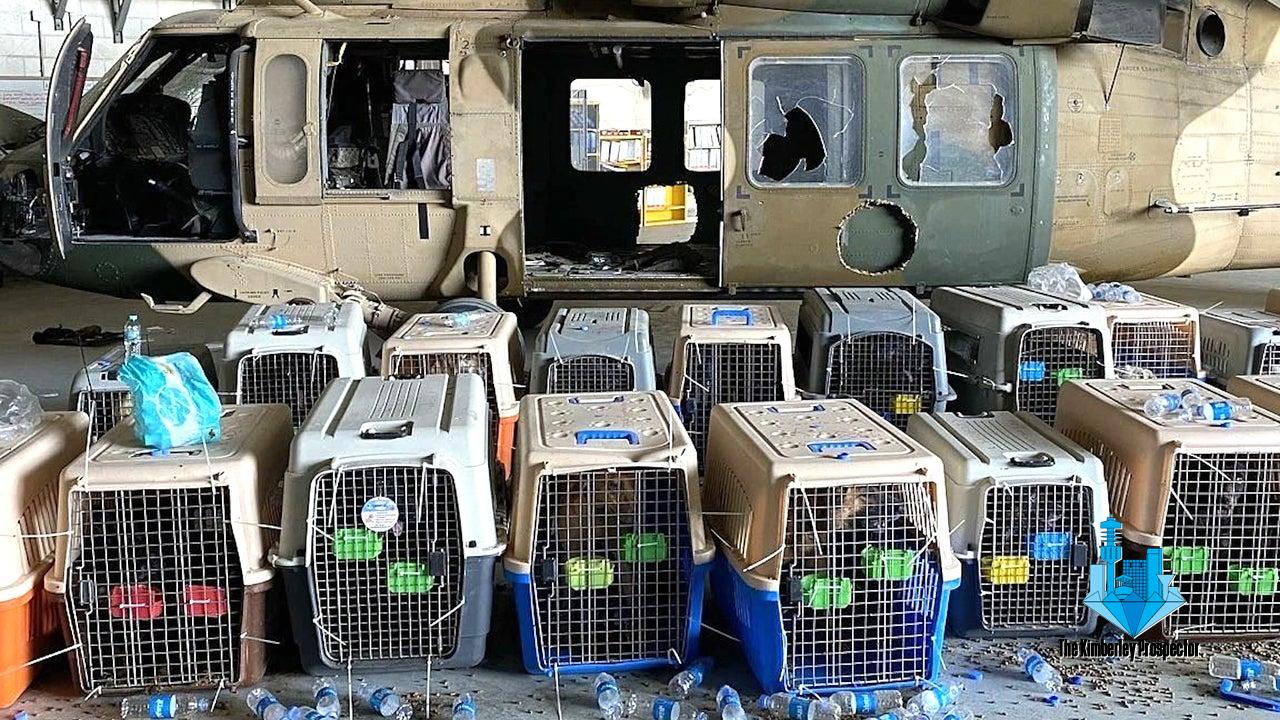 American Forces Abandon Service Dogs In Afghanistan