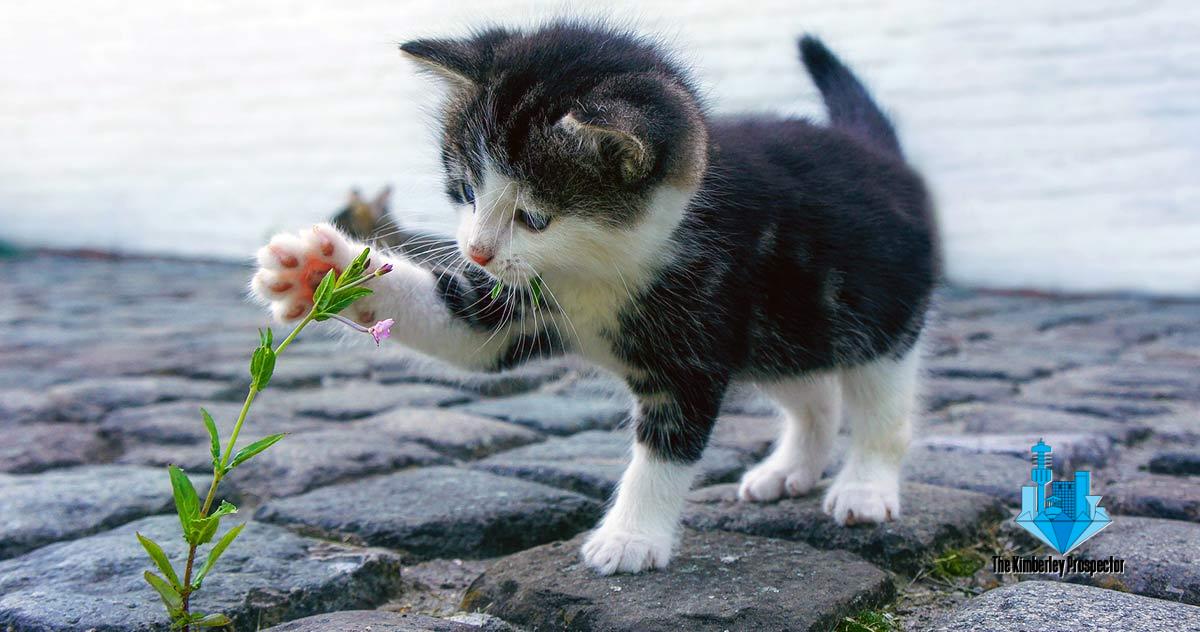 Calling all Pets! Not limited to dogs, cats, birds, etc.