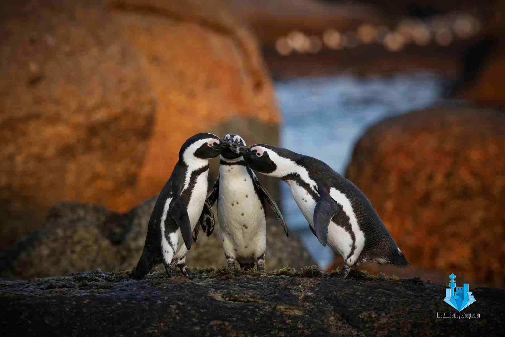 Celebrating the Release of 342 Seabirds into the Wild Celebrating the Release of 342 Seabirds into the Wild