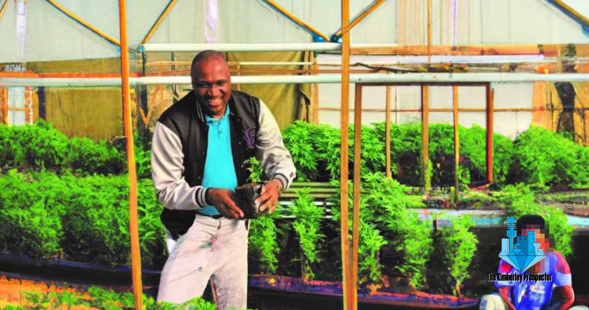 Combatting Unemployment in Okhahlamba: How Planting Dagga Is Helping KwaZulu-Natal Youth Combatting Unemployment in Okhahlamba: How Planting Dagga Is Helping KwaZulu-Natal Youth
