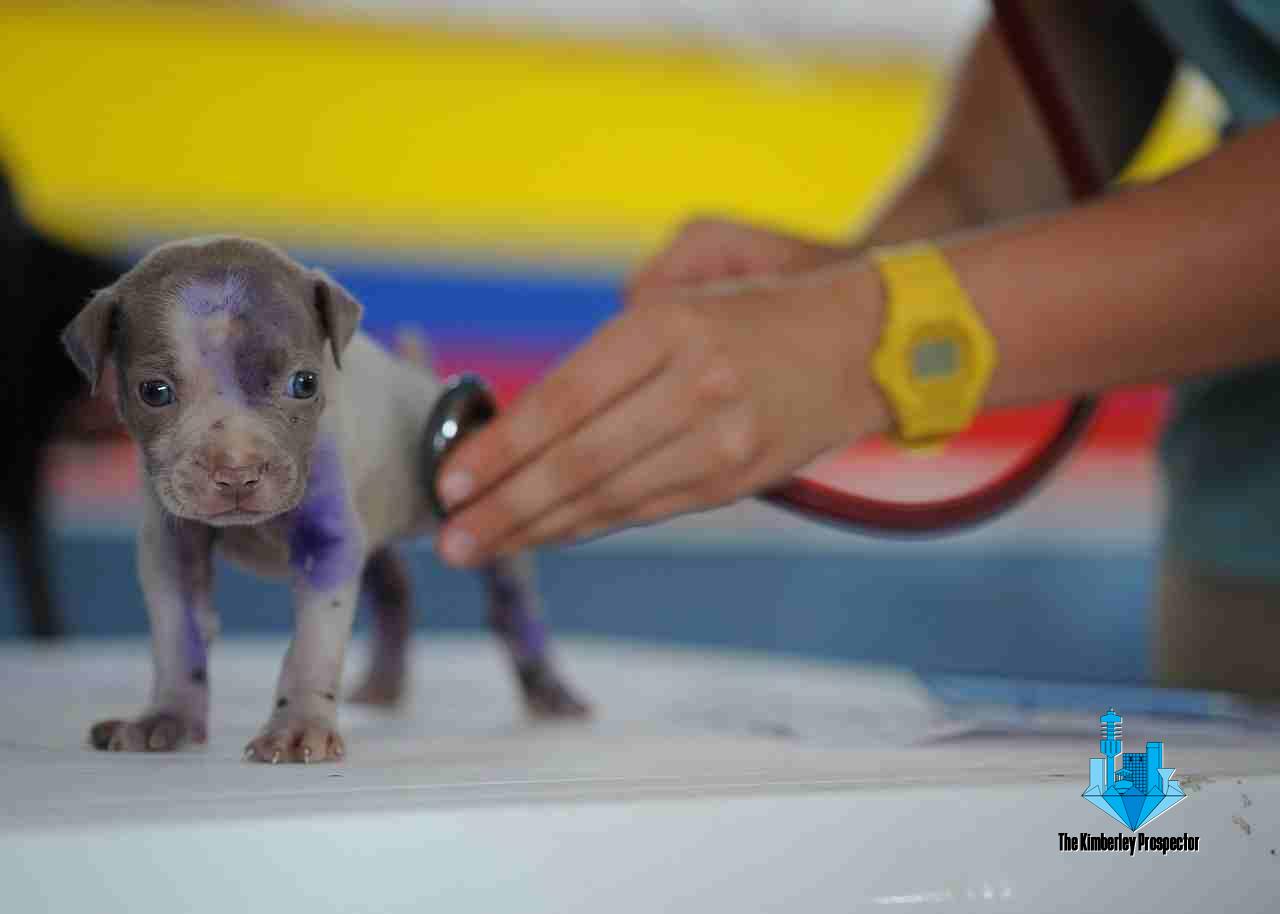 Vet Shortage in South Africa: A Risk to Food Safety, Security and Economy Vet Shortage in South Africa: A Risk to Food Safety, Security and Economy