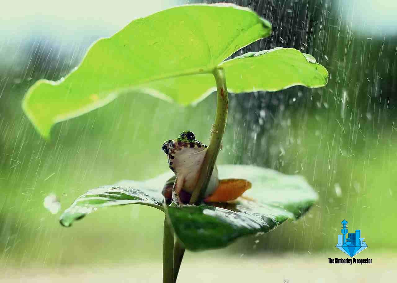 Creating a Frog-Friendly Garden: How to Attract and Protect Frogs in Your Backyard Creating a Frog-Friendly Garden: How to Attract and Protect Frogs in Your Backyard