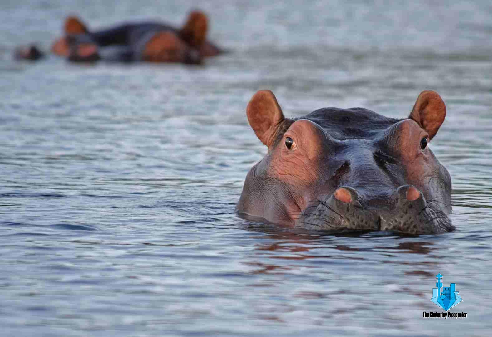 WATCH: SA Searching For 8 Hippopotamuses Swept Away in Floods WATCH: SA Searching For 8 Hippopotamuses Swept Away in Floods