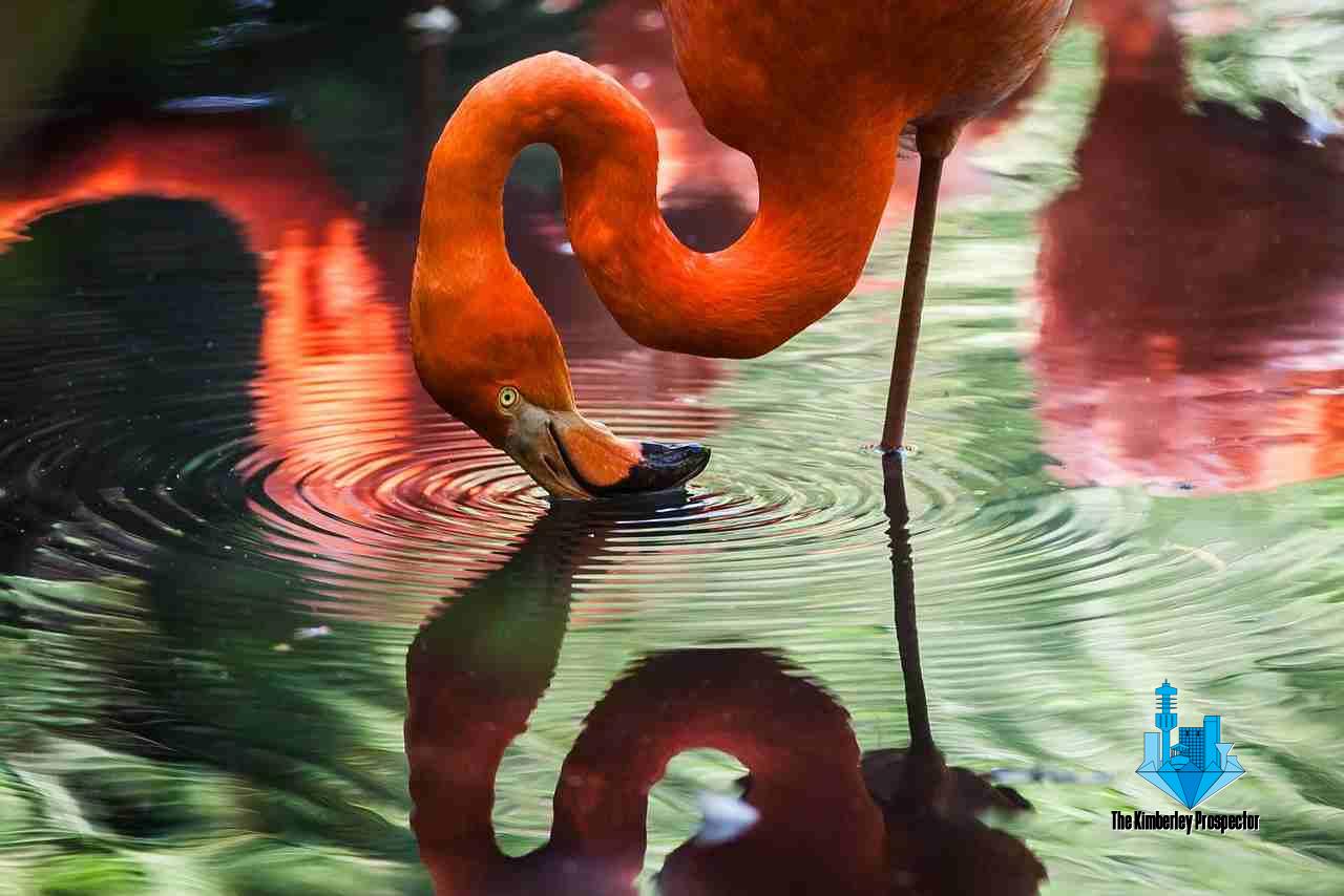 SAFRCG Established to Protect South Africa’s Lesser and Greater Flamingos SAFRCG Established to Protect South Africa’s Lesser and Greater Flamingos