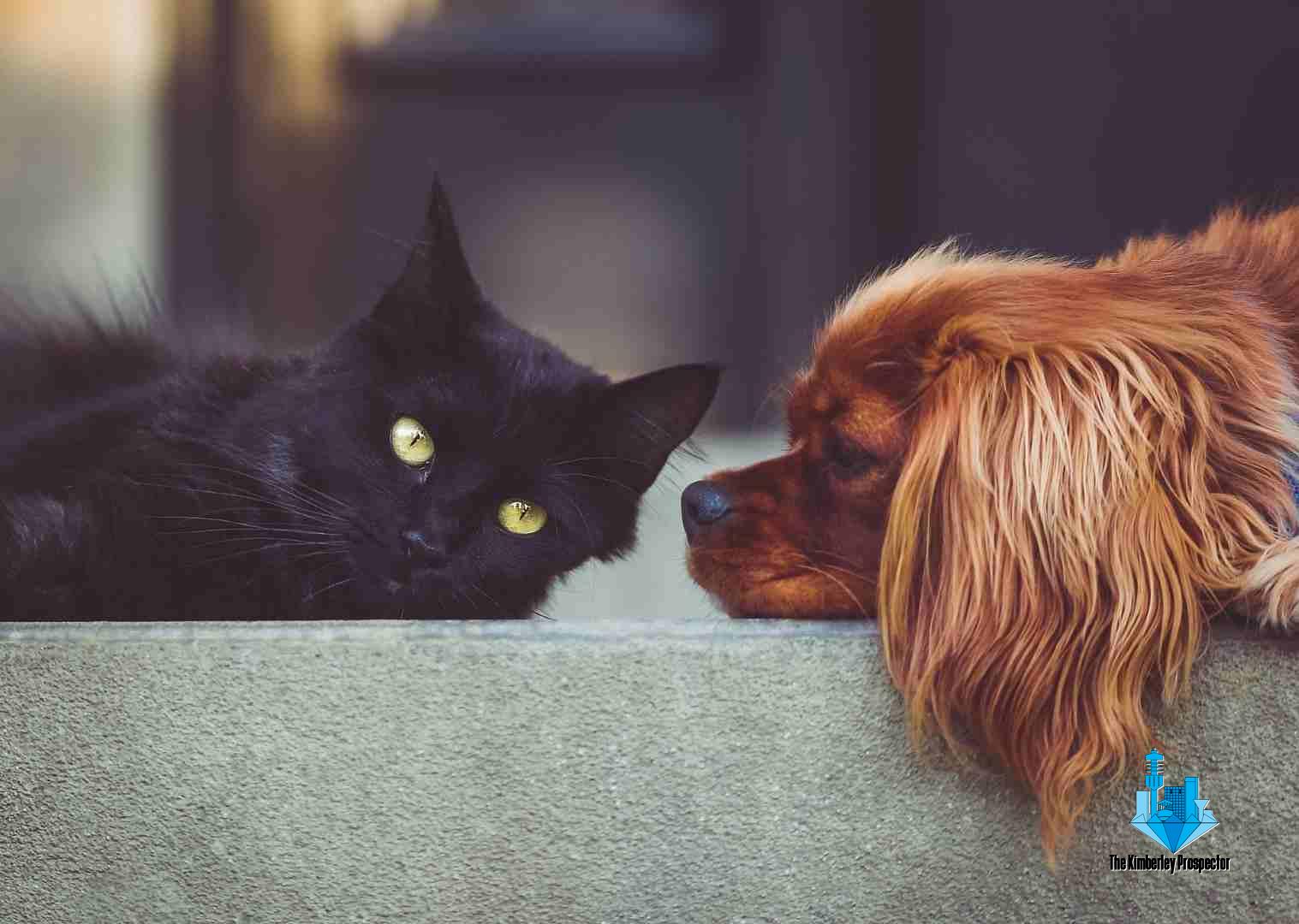 New Law Could Make Courts Treat Pets like Family, Stop Treating Pets as Property