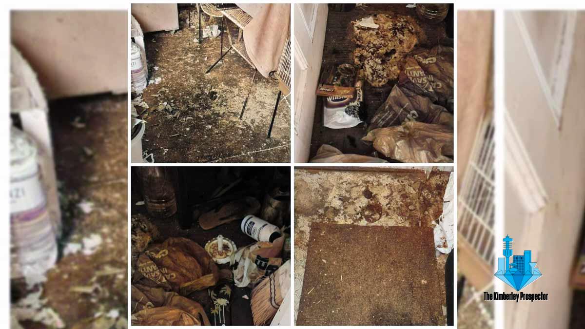 Over 170 Animals Rescued From Filthy Home: Urgent Help Needed Over 170 Animals Rescued From Filthy Home: Urgent Help Needed